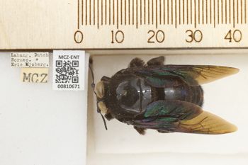 Media type: image;   Entomology 810671 Aspect: labels